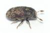 Hylesinus varius